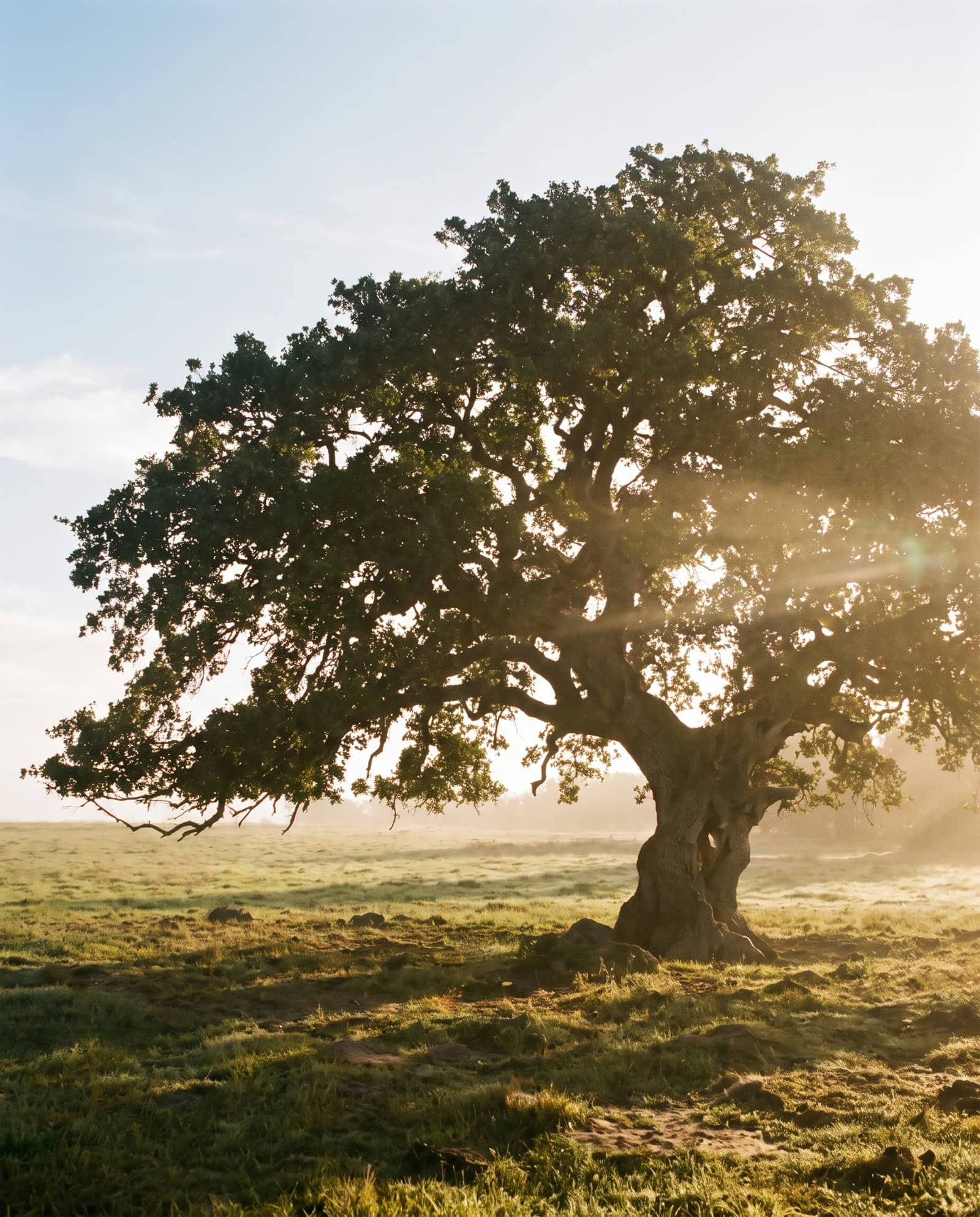 A great oak in a misty meadow at first light