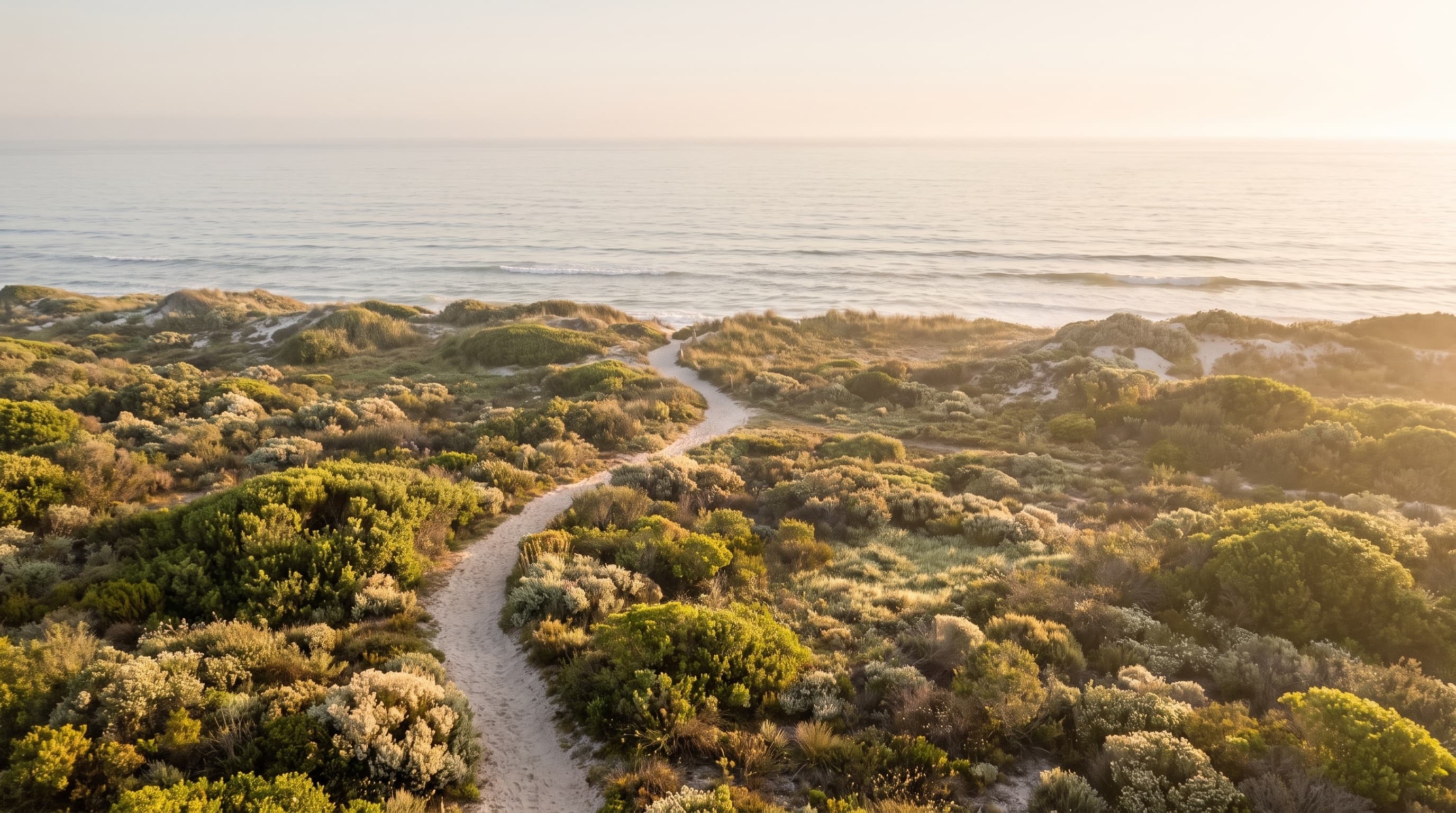 A sandy path through coastal fynbos opening onto a calm morning ocean — the territory itself