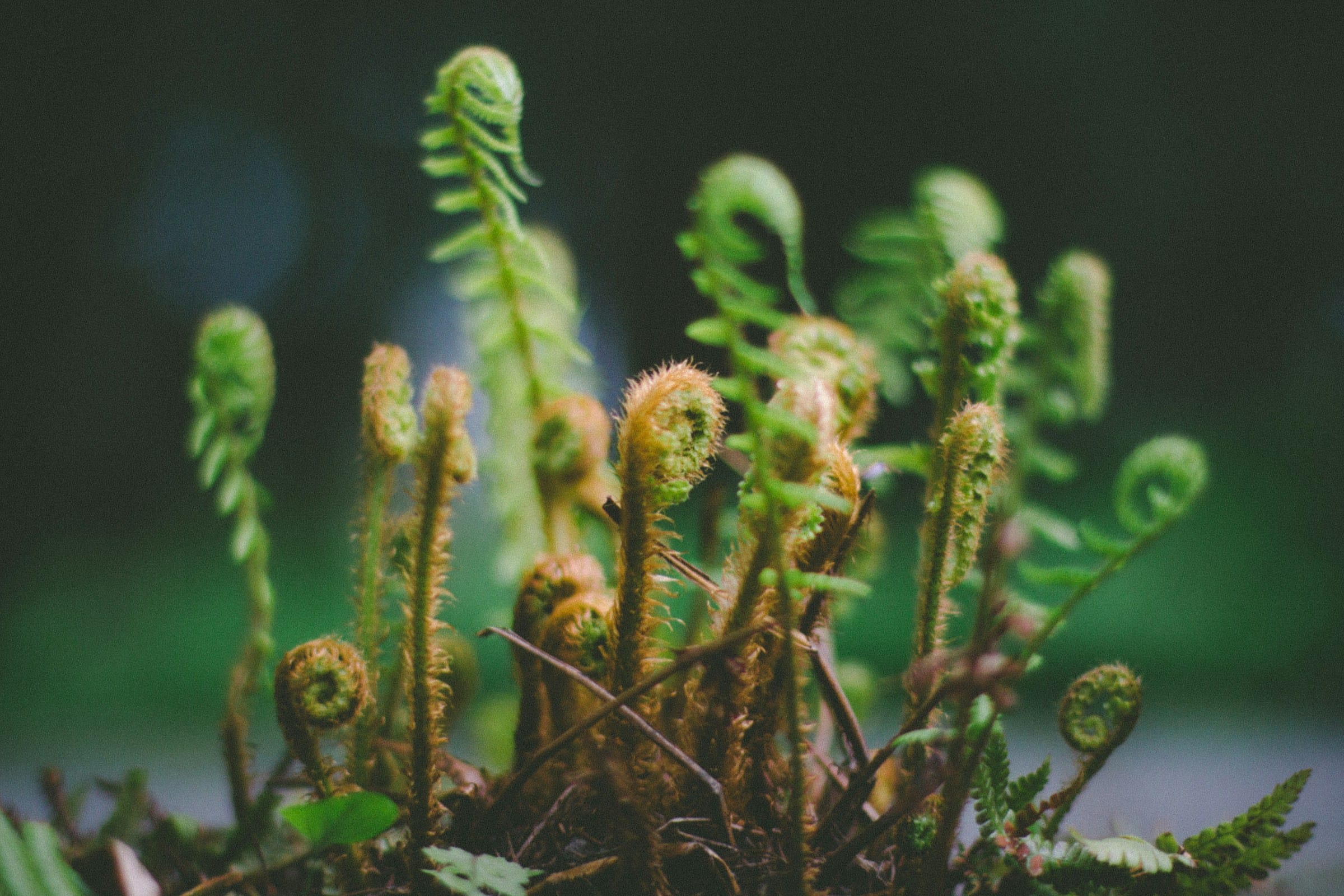 Young fern fronds unfurling in soft morning light